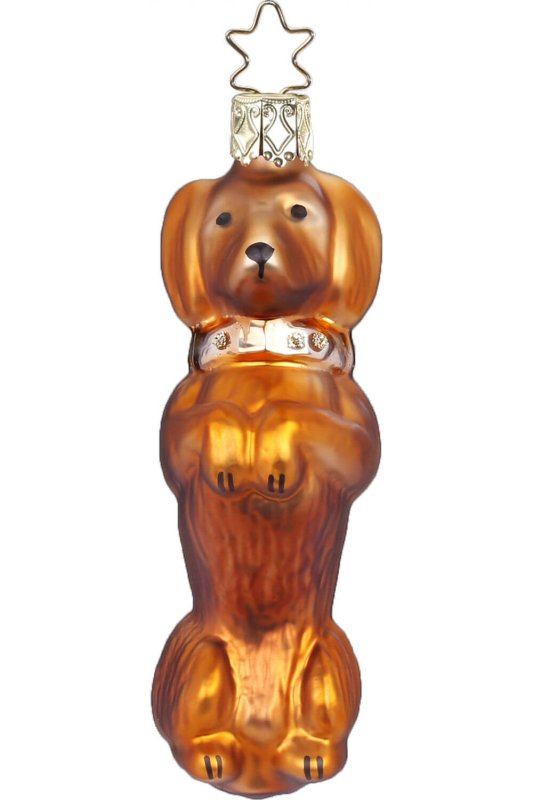 (image for) Dachshund